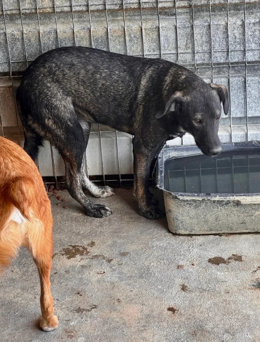 Quinn, male 3yo Mixed Breed for adoption at Vierbeiner in Not e.V.