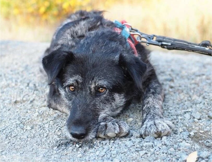 Nelly, female Mixed Breed for adoption at Vierbeiner in Not e.V.