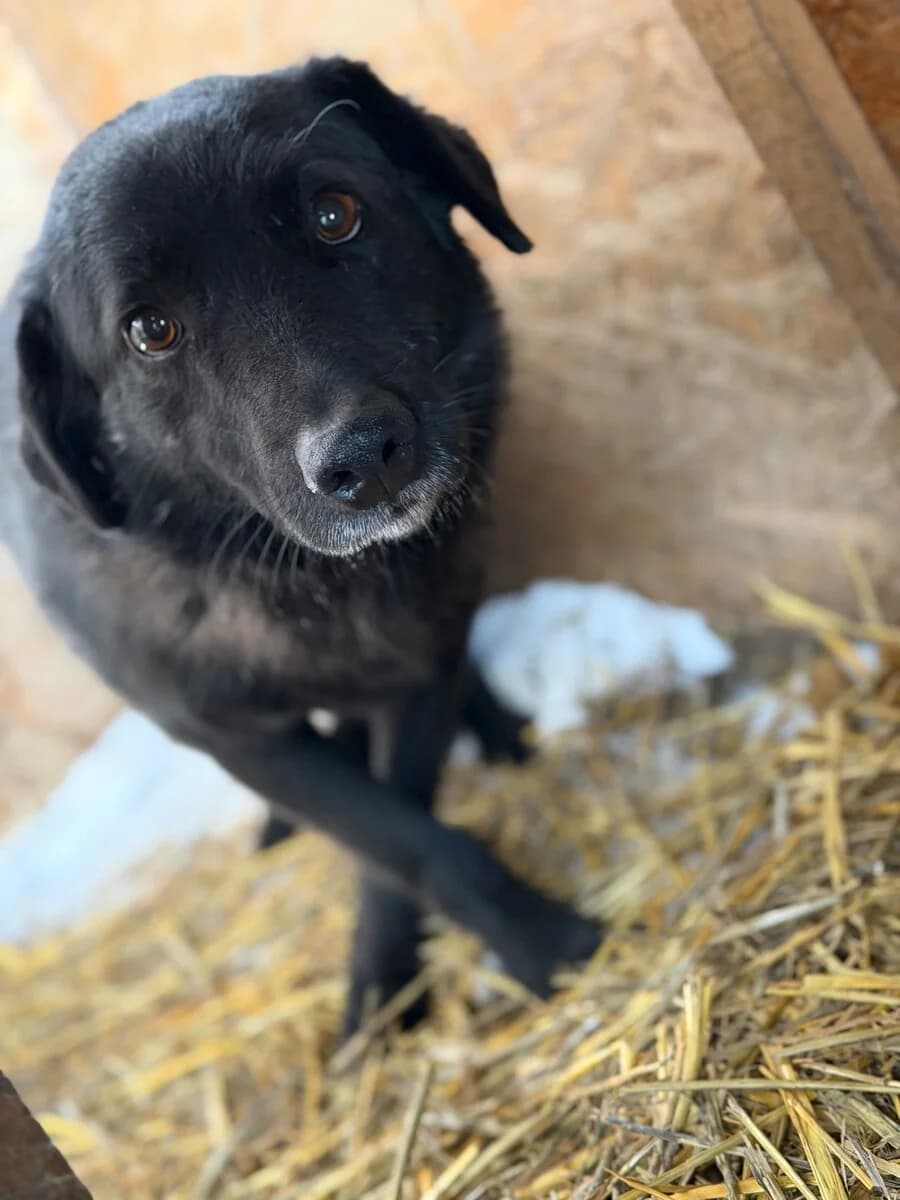 Max, male senior Mixed Breed for adoption at Vierbeiner in Not e.V.