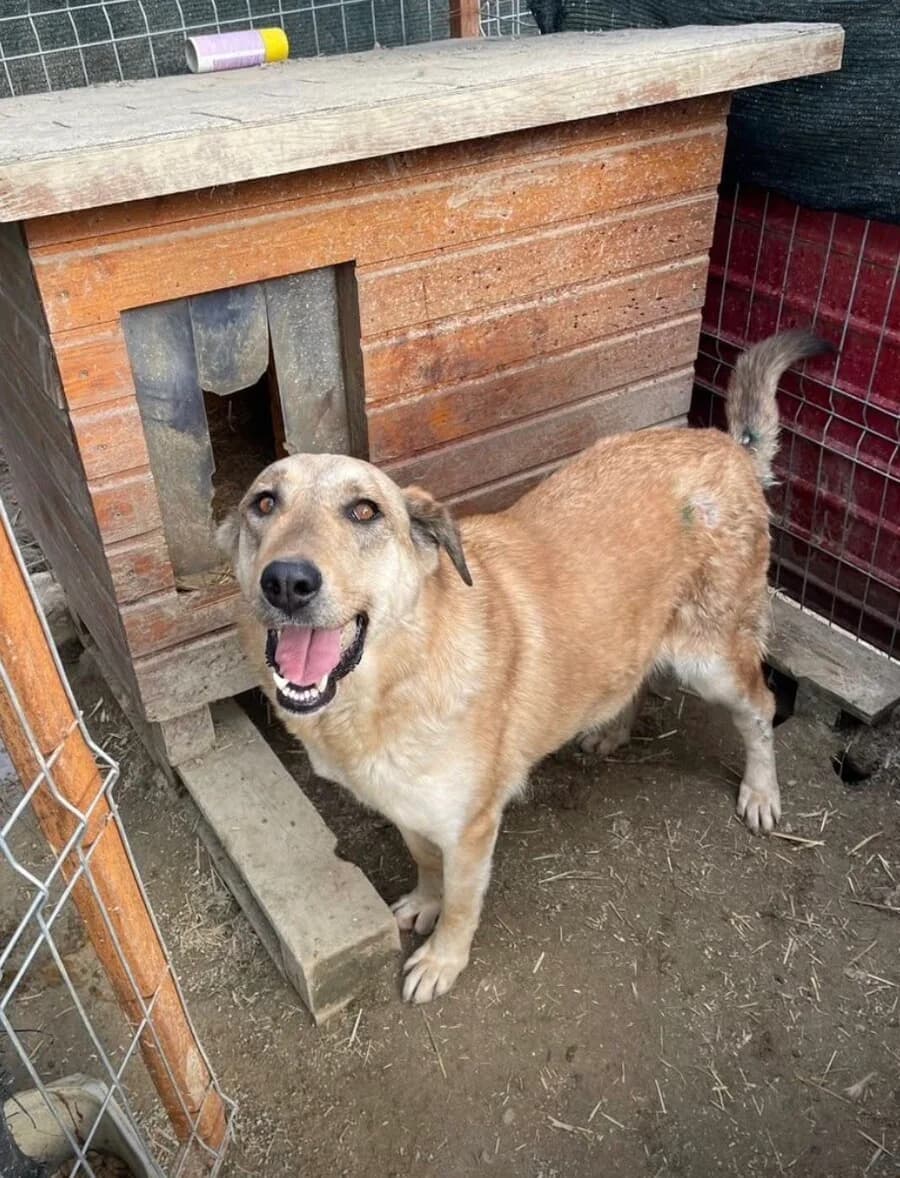 Ayra, female 4yo Mixed Breed for adoption at Vierbeiner in Not e.V.