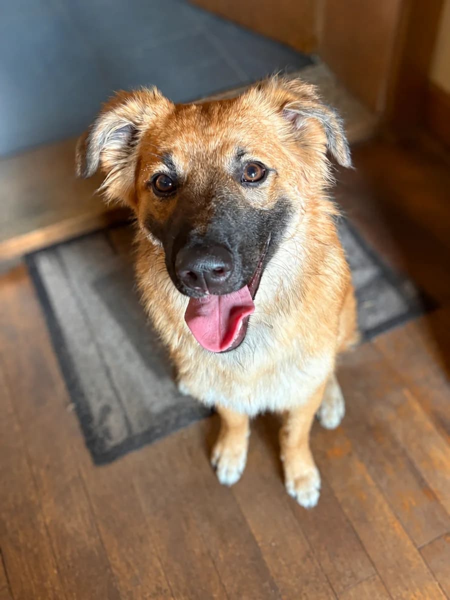 Gina, female puppy Mixed Breed for adoption at Vierbeiner in Not e.V.