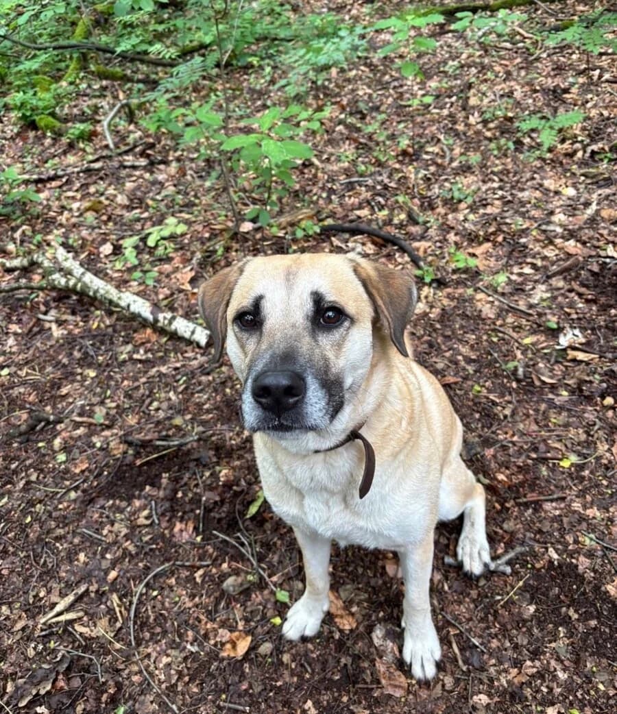 Juna, female 4yo Mixed Breed for adoption at Vierbeiner in Not e.V.