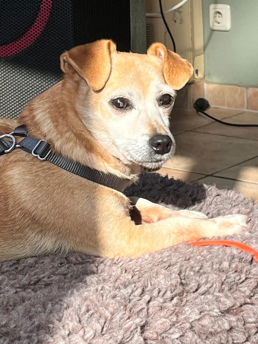 Sara, female senior Mixed Breed for adoption at Vierbeiner in Not e.V.