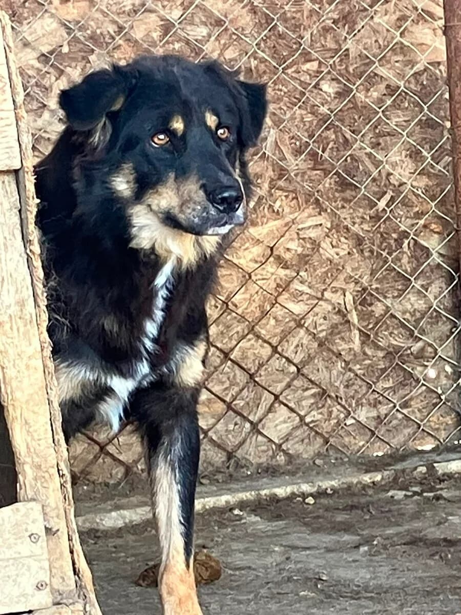 Kilanya, male 5yo Mixed Breed for adoption at Vierbeiner in Not e.V.