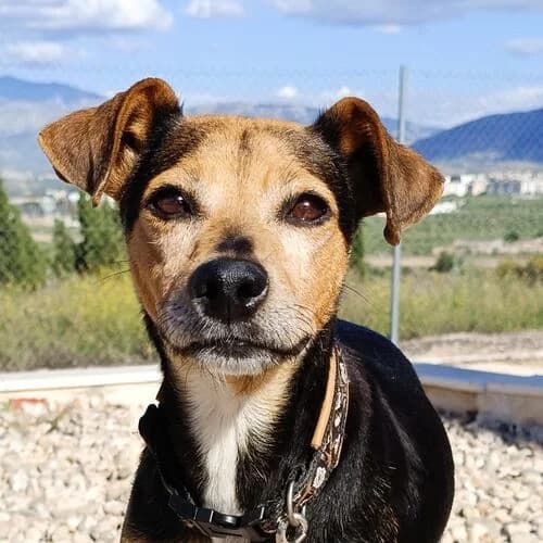 Anni, female 3yo Mixed Breed for adoption at Viva la Hund, Nettersheim