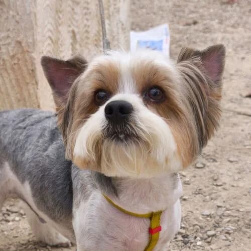Baga, male 6yo Yorkshire Terrier for adoption at Viva la Hund, Nettersheim
