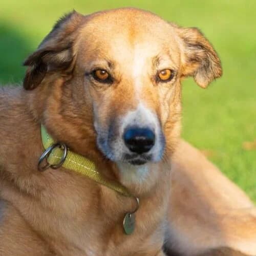 Barbie, female 7yo Mixed Breed for adoption at Viva la Hund, Nettersheim
