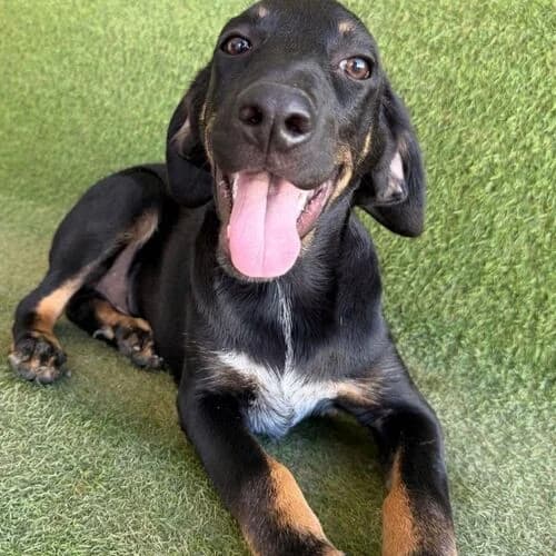 Bocelli, male puppy Mixed Breed for adoption at Viva la Hund, Nettersheim