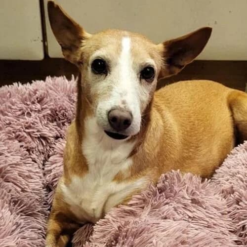 Bolinhas, male 7yo Mixed Breed for adoption at Viva la Hund, Nettersheim