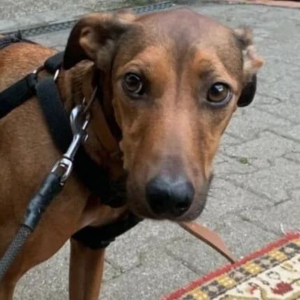 Cafe, male young Mixed Breed for adoption at Viva la Hund, Nettersheim