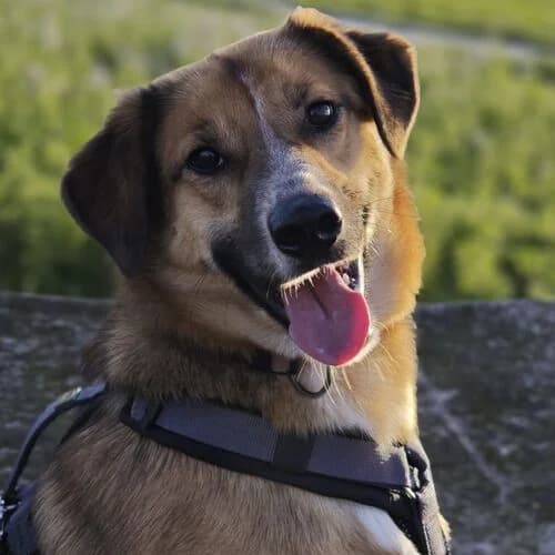 Caju, male young Collie for adoption at Viva la Hund, Nettersheim