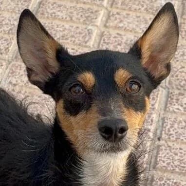 Chase, male young Mixed Breed for adoption at Viva la Hund, Nettersheim