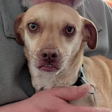Cinthia, female 4yo Mixed Breed for adoption at Viva la Hund, Nettersheim