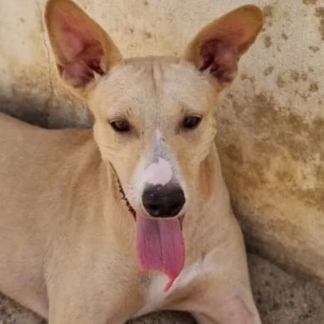 Corneto, male puppy Mixed Breed for adoption at Viva la Hund, Nettersheim