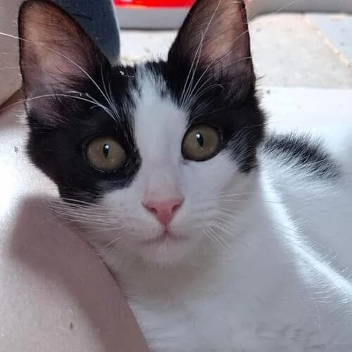 Cuca, puppy European Shorthair for adoption at Viva la Hund, Nettersheim