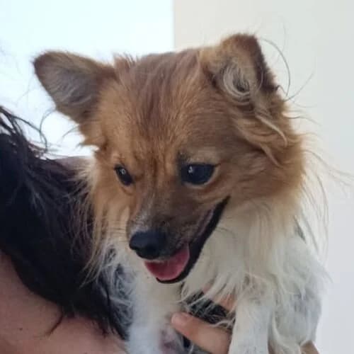 Damper, male 4yo Mixed Breed for adoption at Viva la Hund, Nettersheim