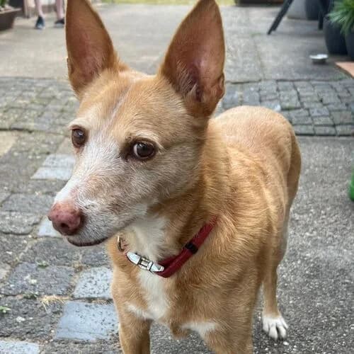 Davi, male senior Mixed Breed for adoption at Viva la Hund, Nettersheim