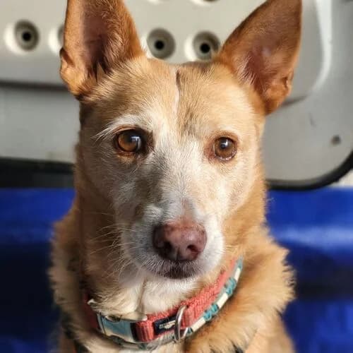 Davi, male senior Mixed Breed for adoption at Viva la Hund, Nettersheim