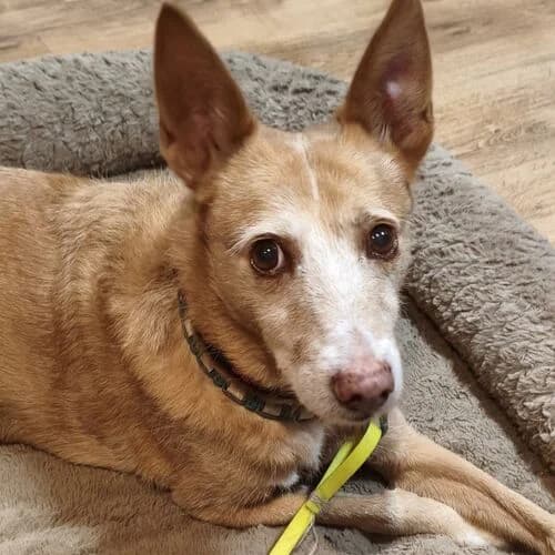 Davi, male senior Mixed Breed for adoption at Viva la Hund, Nettersheim