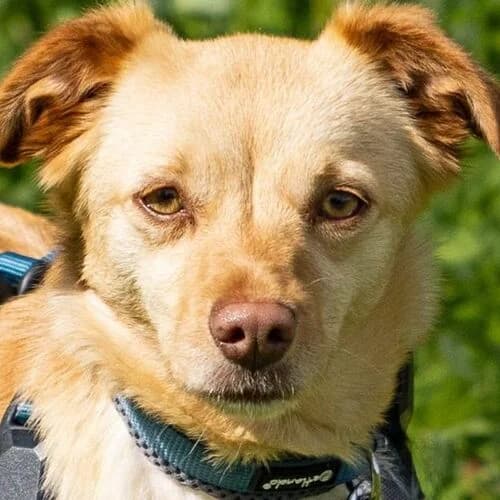 Didi, female young Mixed Breed for adoption at Viva la Hund, Nettersheim