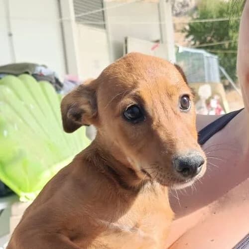 Eiko, male puppy Mixed Breed for adoption at Viva la Hund, Nettersheim