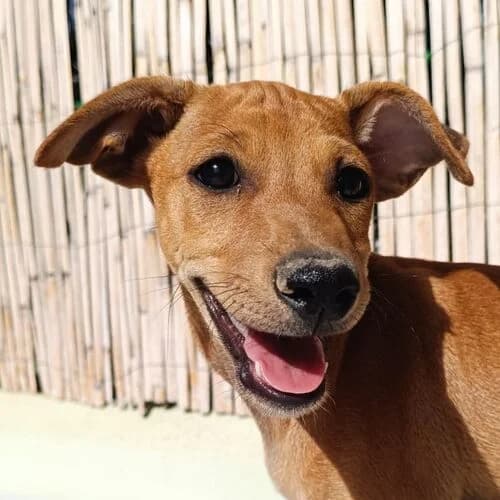 Enzo, male puppy Mixed Breed for adoption at Viva la Hund, Nettersheim
