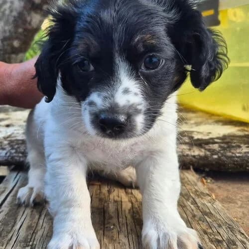 Filly, female puppy Mixed Breed for adoption at Viva la Hund, Nettersheim