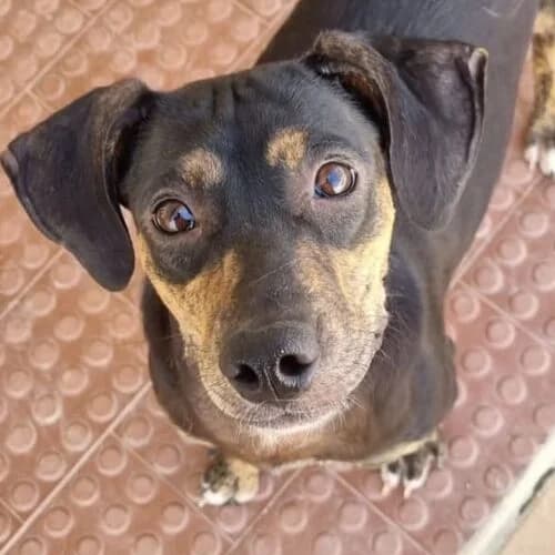 Framboesa, female puppy Mixed Breed for adoption at Viva la Hund, Nettersheim