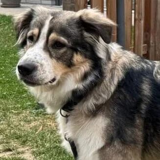 Fritz FREUNDVEREIN, male Mixed Breed for adoption at Viva la Hund, Nettersheim