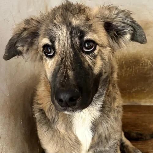 Jacko, male puppy Mixed Breed for adoption at Viva la Hund, Nettersheim