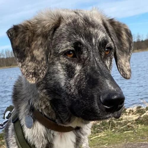 Jimmy, male young Mixed Breed for adoption at Viva la Hund, Nettersheim