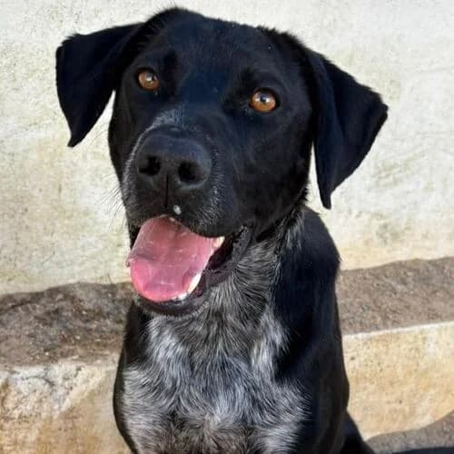 Joshi, male young Mixed Breed for adoption at Viva la Hund, Nettersheim
