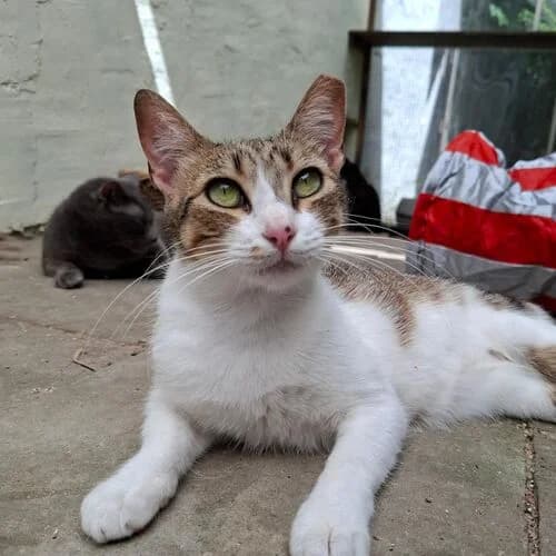 Juju, young European Shorthair for adoption at Viva la Hund, Nettersheim