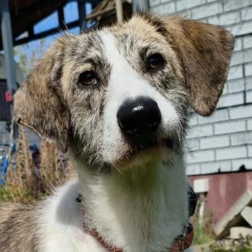 Kalu, male young Mixed Breed for adoption at Viva la Hund, Nettersheim