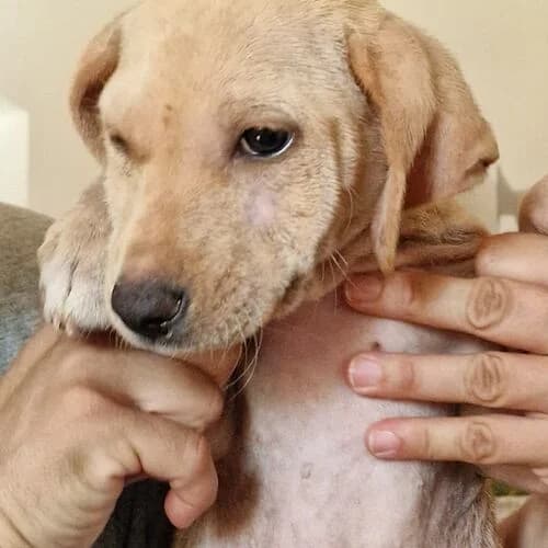Kim, female puppy Mixed Breed for adoption at Viva la Hund, Nettersheim