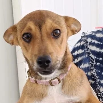 Kirvi, male puppy Mixed Breed for adoption at Viva la Hund, Nettersheim