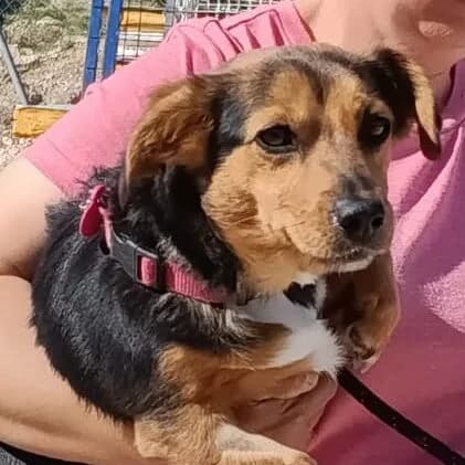 Linda, female 5yo Mixed Breed for adoption at Viva la Hund, Nettersheim