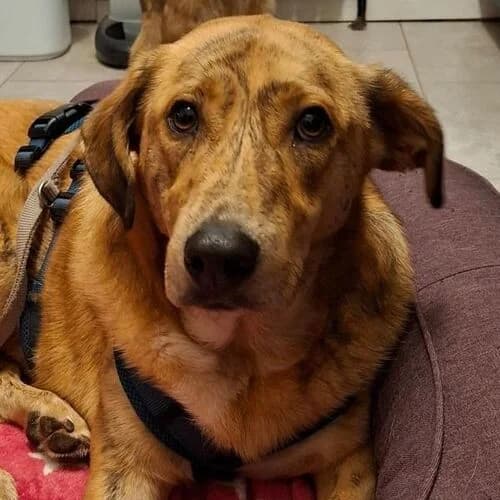 Logan, male young Mixed Breed for adoption at Viva la Hund, Nettersheim