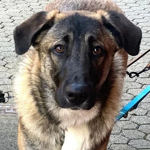 Luke, male young Mixed Breed for adoption at Viva la Hund, Nettersheim