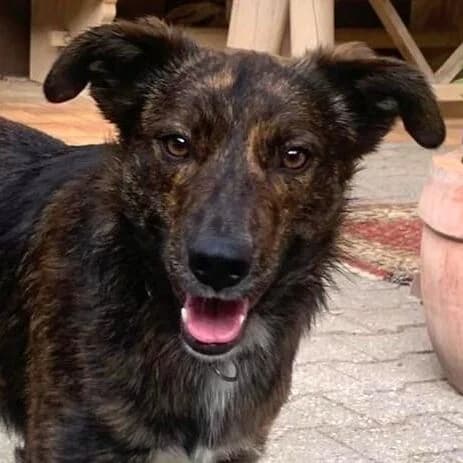 Maik, male young Mixed Breed for adoption at Viva la Hund, Nettersheim