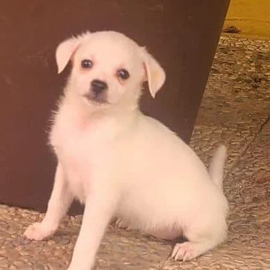 Mara, female puppy Mixed Breed for adoption at Viva la Hund, Nettersheim