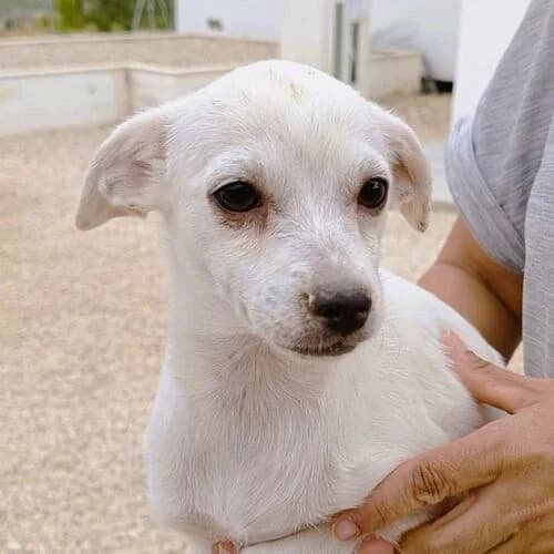 Mara, female puppy Mixed Breed for adoption at Viva la Hund, Nettersheim