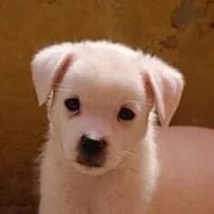 Marek, male puppy Mixed Breed for adoption at Viva la Hund, Nettersheim
