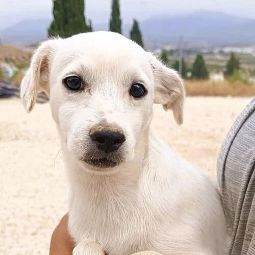 Marek, male puppy Mixed Breed for adoption at Viva la Hund, Nettersheim