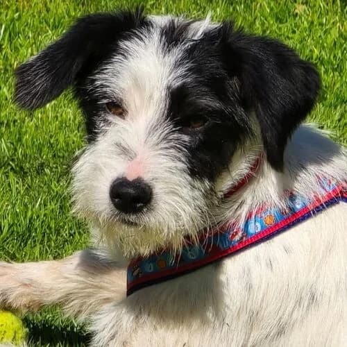 Maria, female young Mixed Breed for adoption at Viva la Hund, Nettersheim