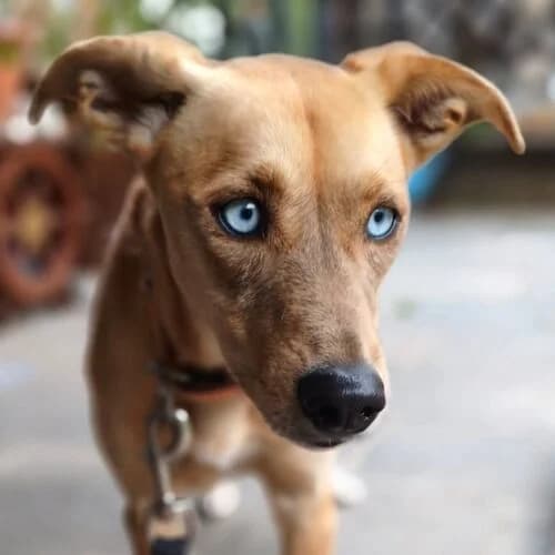 Mel, female young Mixed Breed for adoption at Viva la Hund, Nettersheim