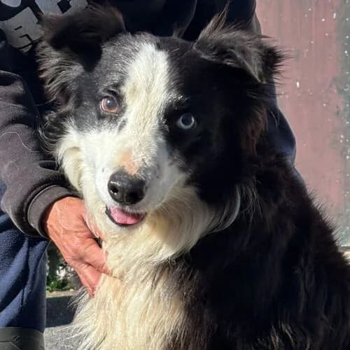 Merlin, male Border Collie for adoption at Viva la Hund, Nettersheim