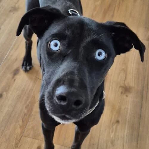 Mia, female Mixed Breed for adoption at Viva la Hund, Nettersheim