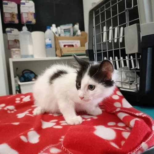 Milu, puppy European Shorthair for adoption at Viva la Hund, Nettersheim
