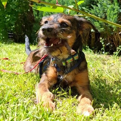 Minka, female young Mixed Breed for adoption at Viva la Hund, Nettersheim